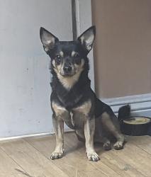 Lost Male Dog last seen Skyline dr 92114 San Diego CA, San Diego, CA 92114