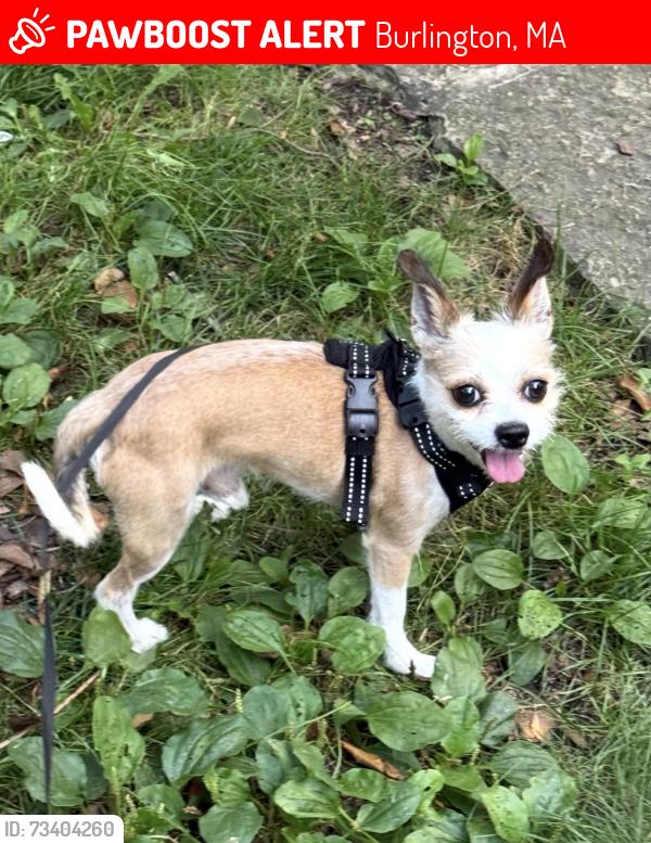 Lost Male Dog last seen S Bedford St, Burlington, MA 01803