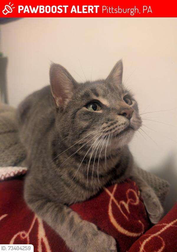 Lost Male Cat last seen Clover Street and Topeka Street, Pittsburgh, PA 15210