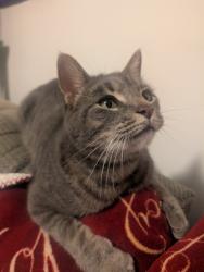 Lost Male Cat last seen Clover Street and Topeka Street, Pittsburgh, PA 15210