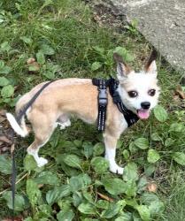 Lost Male Dog last seen S Bedford St, Burlington, MA 01803