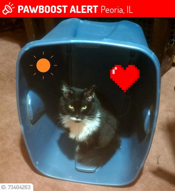 Lost Male Cat last seen 4th street and kane, Peoria, IL 61605
