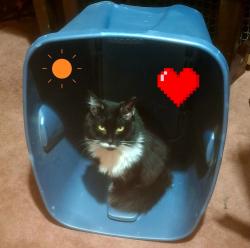 Lost Male Cat last seen 4th street and kane, Peoria, IL 61605
