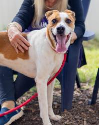 Shelter Stray Male Dog last seen Near ARBOR LINKS ROAD Lithonia, 30058, 30058, GA, 3280 Chamblee Dunwoody Rd, Chamblee, GA 30341, USA