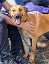Shelter Stray Male Dog last seen Near Cricket Run, STONE MOUNTAIN, GA, 30083, 30083, GA, 3280 Chamblee Dunwoody Rd, Chamblee, GA 30341, USA