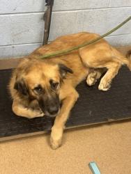 Shelter Stray Male Dog last seen Near Whitefoord Av NE, Apt B, Atlanta, GA 30307, 30307, GA, 3280 Chamblee Dunwoody Rd, Chamblee, GA 30341, USA