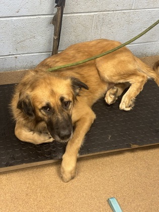 Shelter Stray Male Dog last seen Near Whitefoord Av NE, Apt B, Atlanta, GA 30307, 30307, GA, 3280 Chamblee Dunwoody Rd, Chamblee, GA 30341, USA