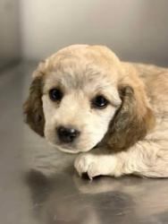 Shelter Stray Female Dog last seen W Mountain View Ave & S Cornelia Ave, Caruthers Zone Fresno CO 1B 93609, CA, 1510 W Dan Ronquillo Dr, Fresno, CA 93706, USA