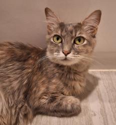 Shelter Stray Female Cat last seen Klamath River Dr at Ohio River Dr, Rancho Cordova, CA, 6201 Florin Perkins Rd, Sacramento, CA 95828, USA