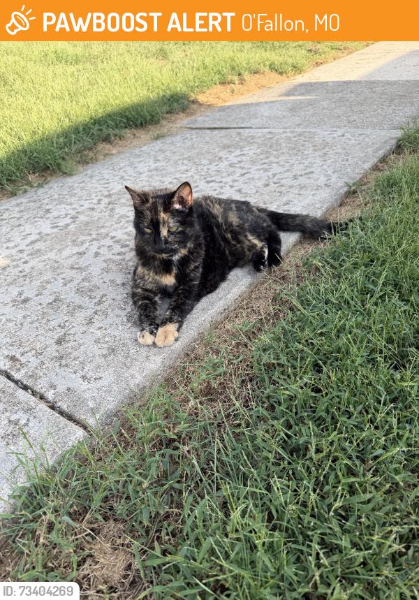 Found/Stray Unknown Cat last seen Main Street and tom ginniver, O'Fallon, MO 63366