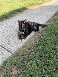 Found/Stray Unknown Cat last seen Main Street and tom ginniver, O'Fallon, MO 63366