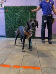 Shelter Stray Male Dog last seen Near Titanic, CITY of El Paso, TX, 5001 Fred Wilson Ave, El Paso, TX 79906, USA