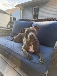 Lost Male Dog last seen Fuller and Aberdeen, Grand Rapids, MI 49505