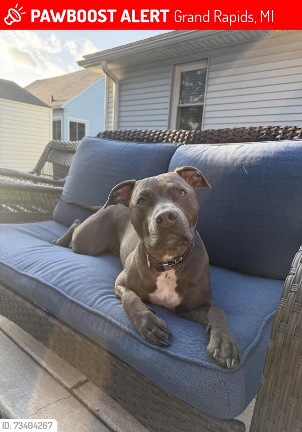 Lost Male Dog last seen Fuller and Aberdeen, Grand Rapids, MI 49505