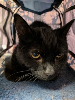 Shelter Stray Male Cat last seen Near N YARBROUGH DR, CITY of El Paso, TX, 5001 Fred Wilson Ave, El Paso, TX 79906, USA