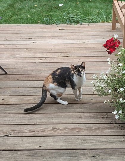 Shelter Stray Unknown Cat last seen Jonquil Ct, Middleton, Town of, WI, 5132 Voges Rd, Madison, WI 53718, USA
