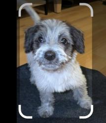 Found/Stray Female Dog last seen pali highway, Honolulu, HI 96813
