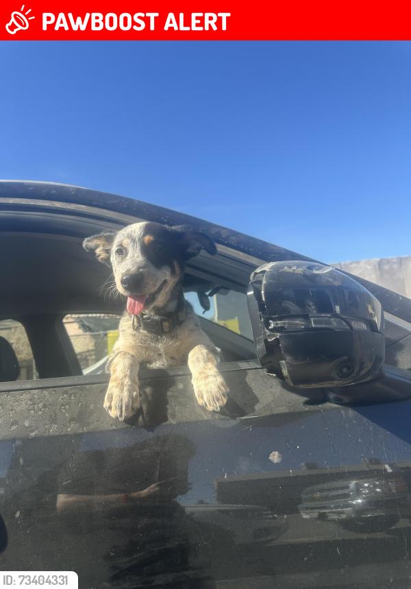 Lost Male Dog last seen East Avenue S-12 Littlerock, CA 93543 United States, Los Angeles County, CA 93543