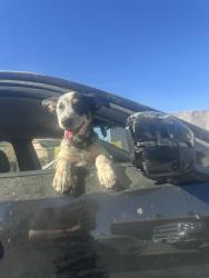 Lost Male Dog last seen East Avenue S-12 Littlerock, CA 93543 United States, Los Angeles County, CA 93543