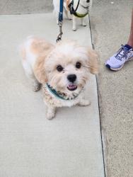 Found/Stray Male Dog last seen W. F Street and Boulder, Ontario, CA 91762