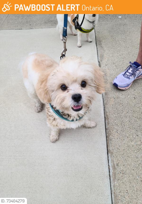 Found/Stray Male Dog last seen W. F Street and Boulder, Ontario, CA 91762