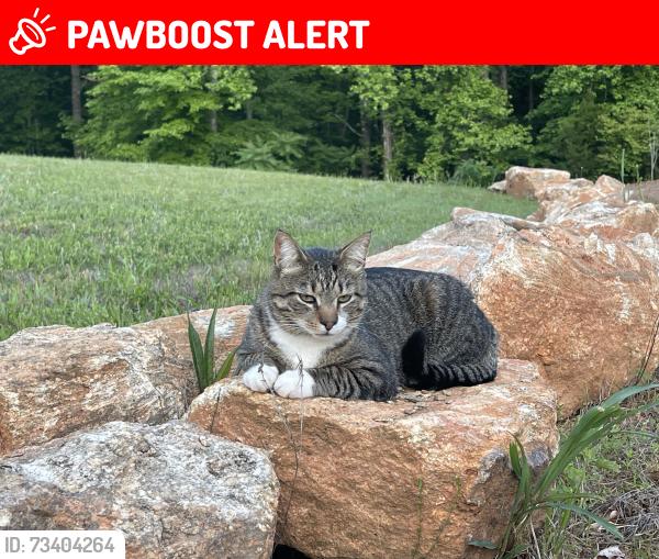 Lost Male Cat last seen Gano dr and redville rd. Near Tyger River park, Spartanburg County, SC 29375