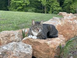 Lost Male Cat last seen Gano dr and redville rd. Near Tyger River park, Spartanburg County, SC 29375