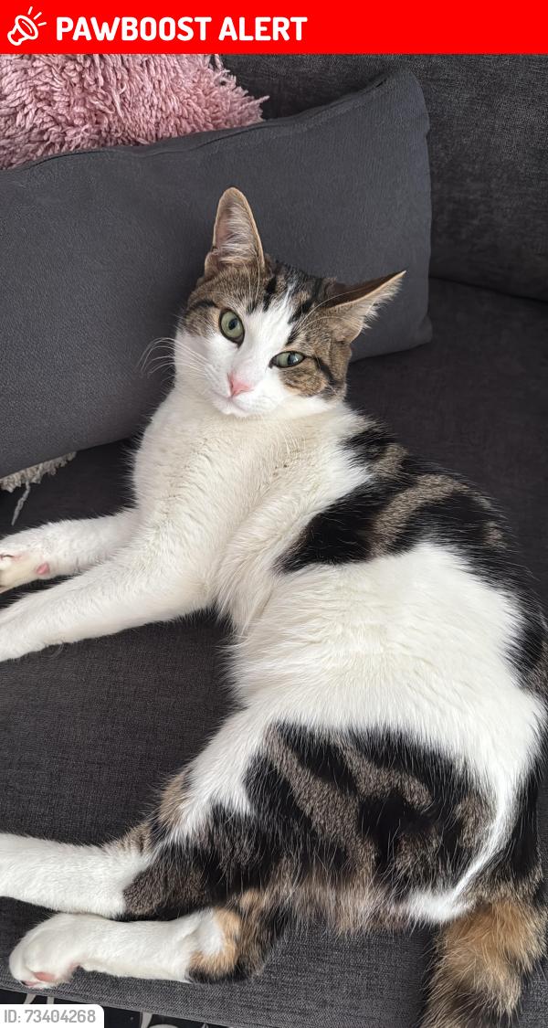 Lost Male Cat last seen Terrace, Greater London, England 
