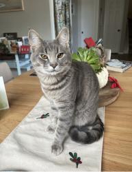 Lost Male Cat last seen Hanover Lane, Ventura, CA 93001