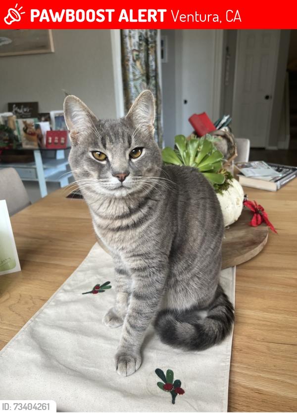 Lost Male Cat last seen Hanover Lane, Ventura, CA 93001