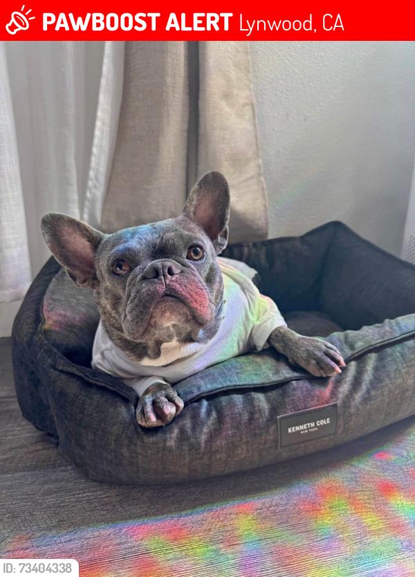 Lost Male Dog last seen California, Lynwood, CA 90280