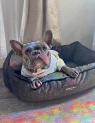 Lost Male Dog last seen California, Lynwood, CA 90280