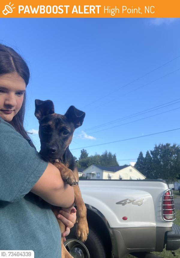 Found/Stray Female Dog last seen Prospect street/prospect church road, High Point, NC 27260