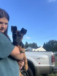 Found/Stray Female Dog last seen Prospect street/prospect church road, High Point, NC 27260