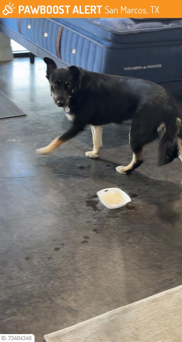 Found/Stray Unknown Dog last seen Near S Interstate 35 San Marcos Texas 78666, San Marcos, TX 78666