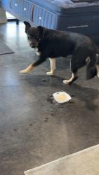 Found/Stray Unknown Dog last seen Near S Interstate 35 San Marcos Texas 78666, San Marcos, TX 78666