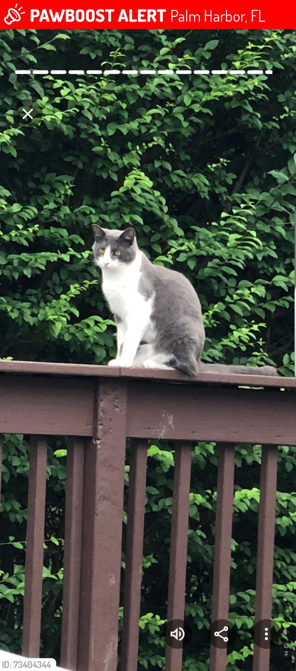 Lost Female Cat last seen Belcher, Palm Harbor, FL 34683