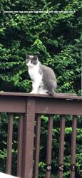 Lost Female Cat last seen Belcher, Palm Harbor, FL 34683