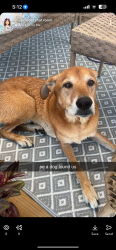 Found/Stray Male Dog last seen white memorial church rd, Willow Springs, NC 27520