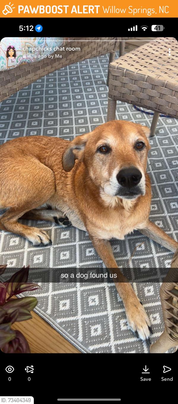 Found/Stray Male Dog last seen white memorial church rd, Willow Springs, NC 27520