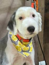 Reunited Female Dog last seen Mt. Crest off of Price Creek Rd., Pickens County, GA 30143