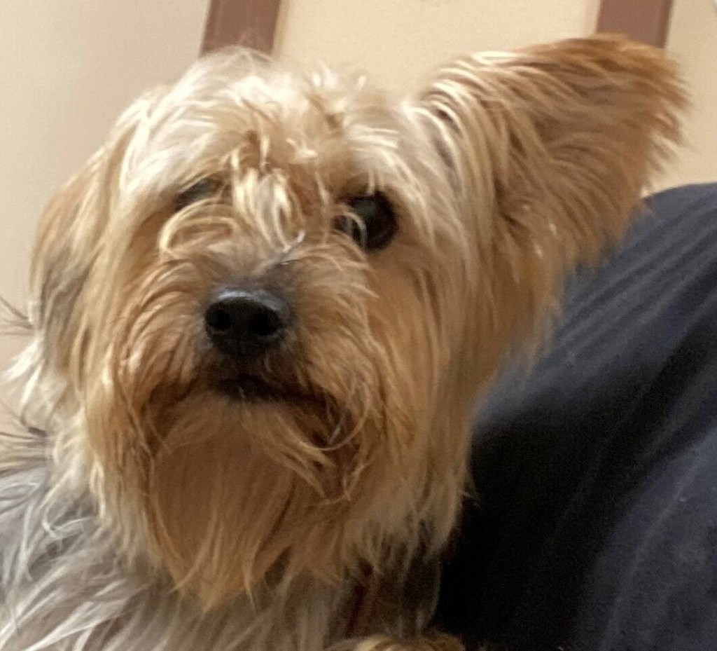 Shelter Stray Male Dog last seen Near K Street, San Diego, CA, 92102, 5500 Gaines St, San Diego, CA 92110, USA
