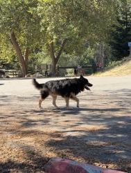 Reunited Unknown Dog last seen Sibley volcanic preserve parking lot, Contra Costa County, CA 94611