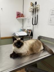 Lost Female Cat last seen 61st Street, Newcastle Ct, San Diego, CA 92114
