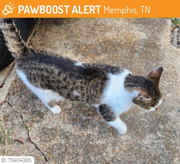 Found/Stray Female Cat last seen High point terrace & sam cooper, Memphis, TN 38122