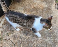 Found/Stray Female Cat last seen High point terrace & sam cooper, Memphis, TN 38122