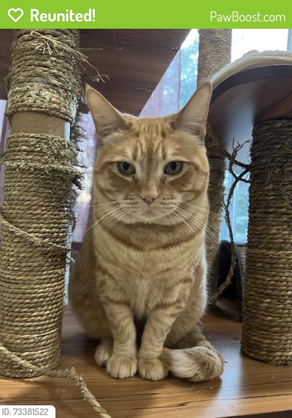 Reunited Female Cat last seen Iron Bark Way, Seton Rd, Irvine, CA 92612