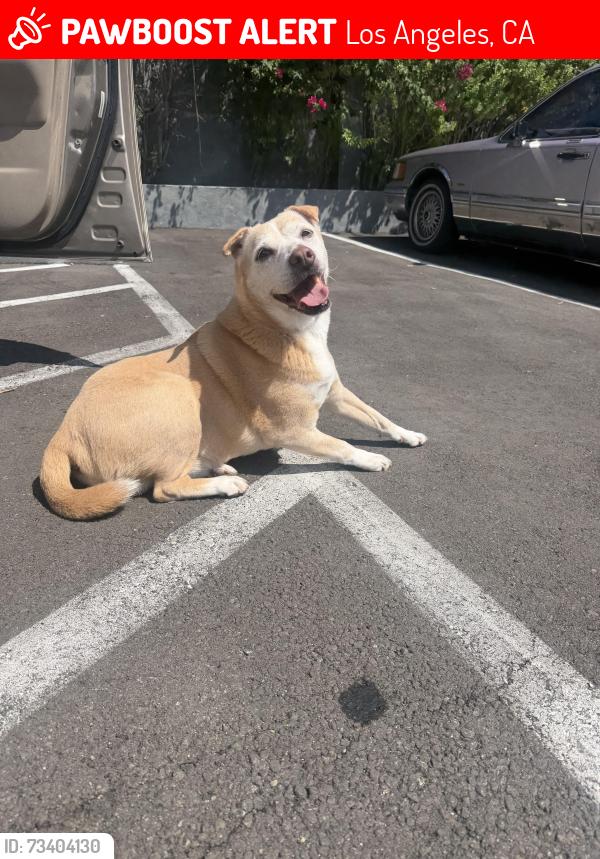 Lost Female Dog last seen Robinson street Los Angeles, Los Angeles, CA 90026