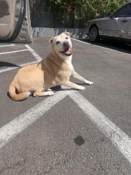 Lost Female Dog last seen Robinson street Los Angeles, Los Angeles, CA 90026