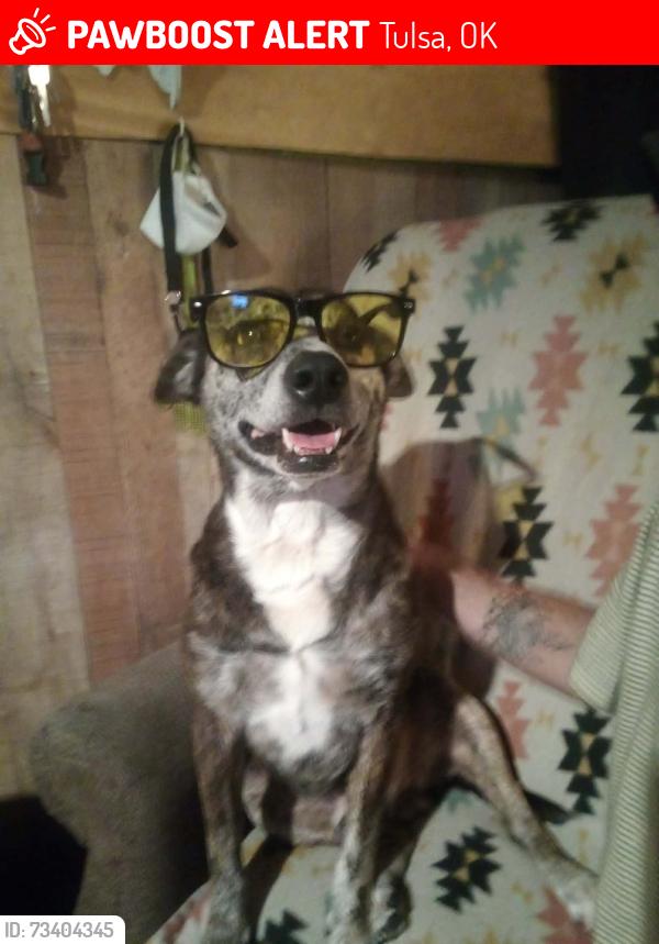 Lost Male Dog last seen Across from warehouse market in Turley, Tulsa, OK 74126